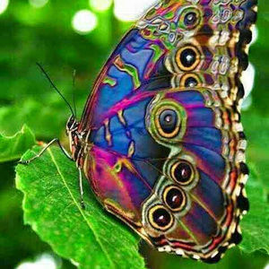 Meet your Posher, Carol